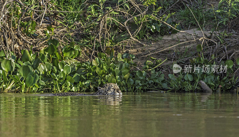 美洲虎(Panthera onca)是一种大型猫科动物，是美洲虎属猫科动物，是美洲唯一现存的美洲虎物种，在巴西潘塔纳尔发现。在河里游泳。